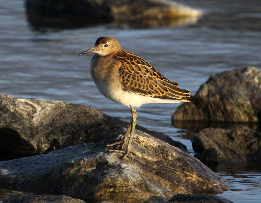 Fugl som står på en stein ved vannet